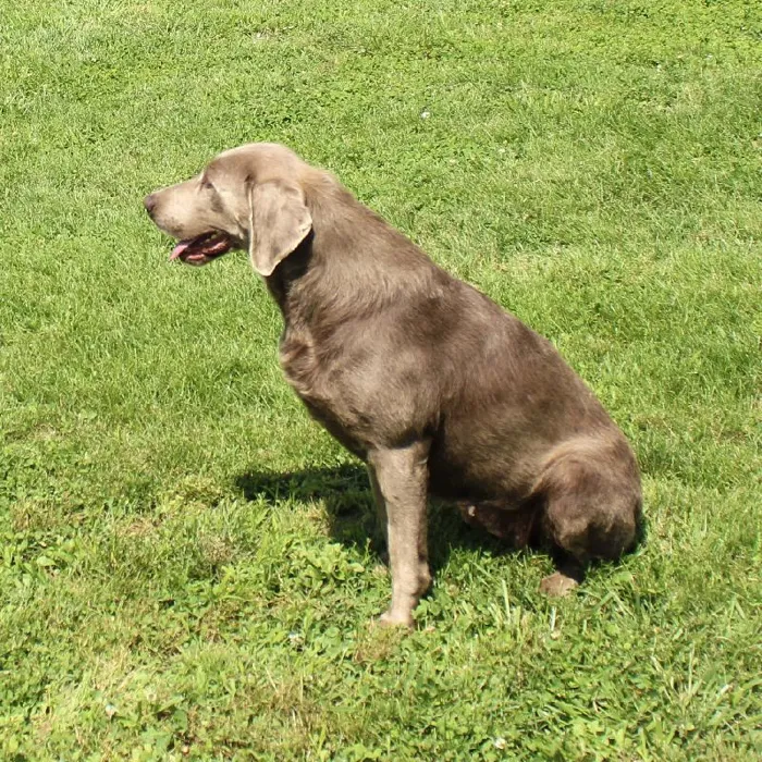 Female Labrador Retriever dog named Phoebe for sale at A Dog's Dream.