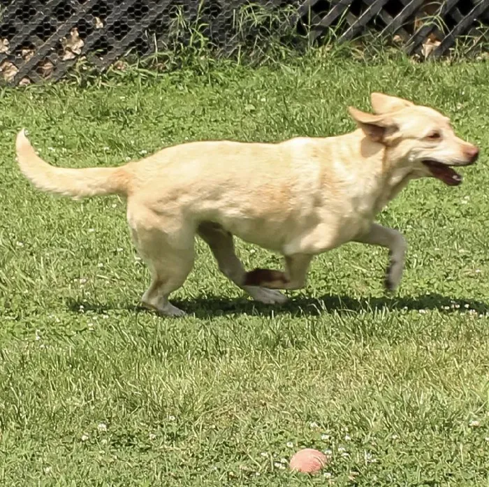 Female Labrador Retriever dog named Kayana for sale at A Dog's Dream.