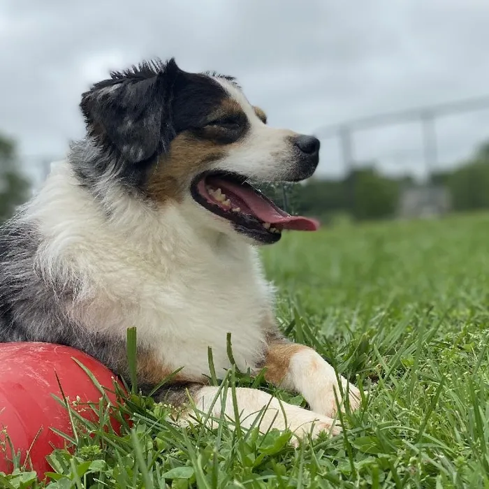 Female Miniature American Shepherd Dog for Sale in Neosho, MO