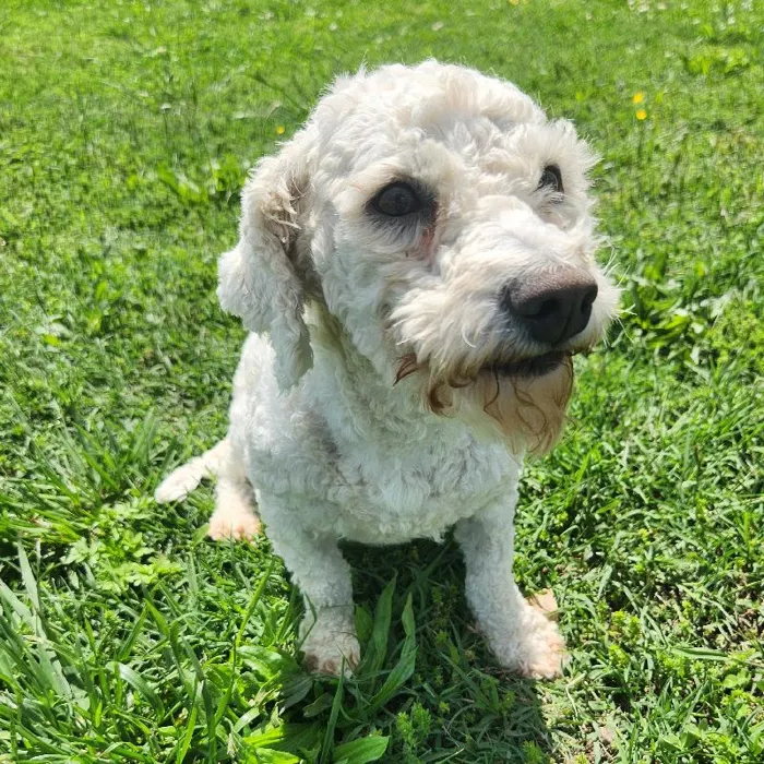 Female Bichon Dog for Sale in Neosho, MO