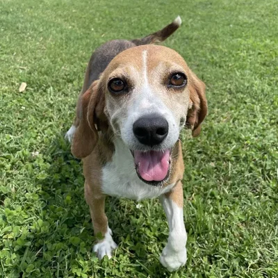 Female Beagle Dog for Sale in Neosho, MO