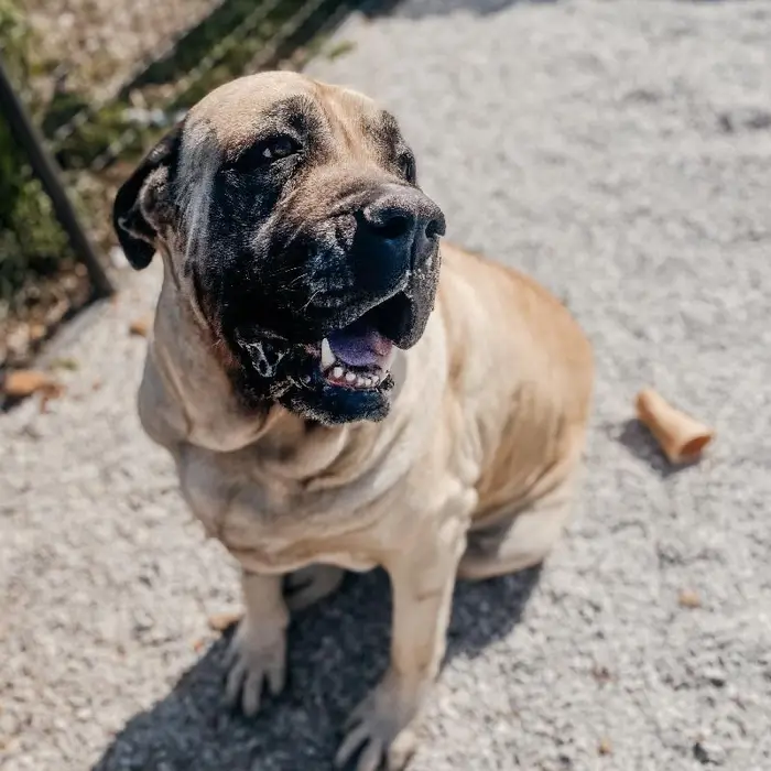 Female English Mastiff Dog for Sale in Neosho, MO