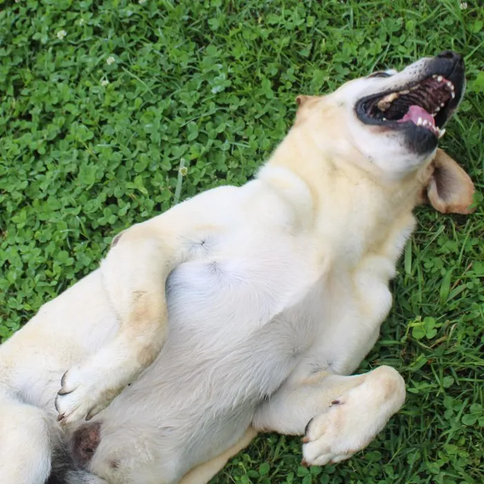 Male Labrador Retriever dog named Smarty for sale at A Dog's Dream.