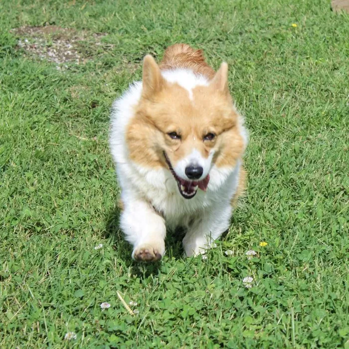 Female Pembroke Welsh Corgi dog named Kimber for sale at A Dog's Dream.
