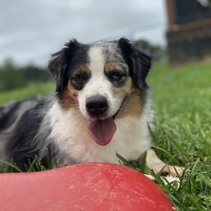 Female Miniature American Shepherd Dog for Sale in Neosho, MO