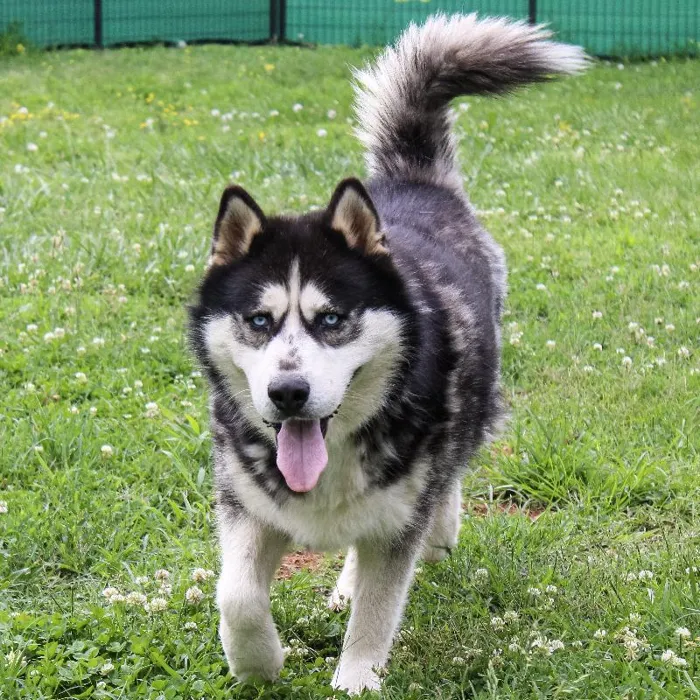 Male Siberian Husky dog named Wolf for sale at A Dog's Dream.