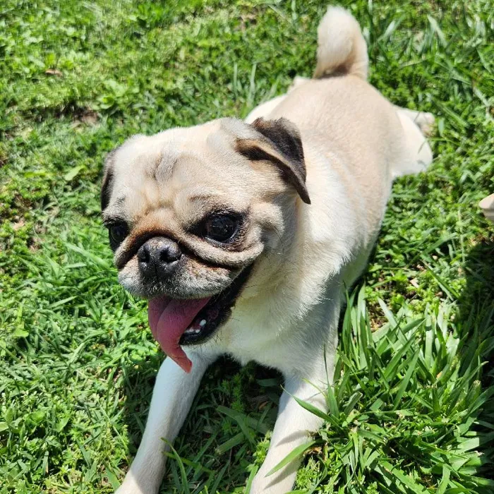 Female Pug Dog for Sale in Neosho, MO