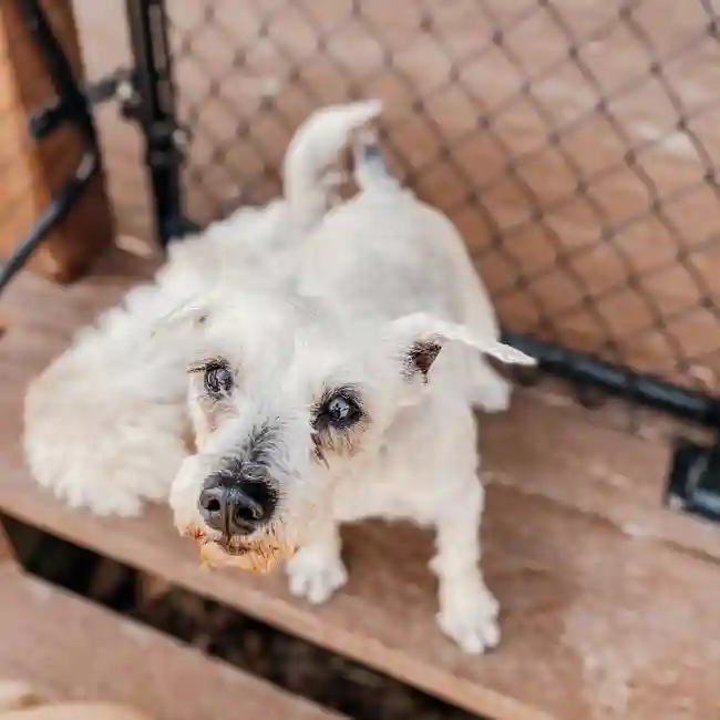 Female Mini Schnauzer Dog for Sale in Neosho, MO