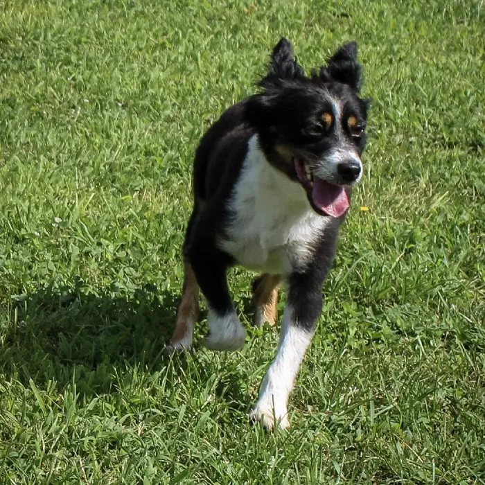 Male Mini Aussie dog named Bugzy for sale at A Dog's Dream.
