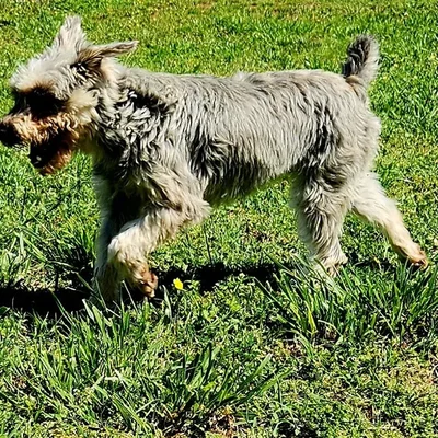 Female Mini Schnauzer Dog for Sale in Neosho, MO