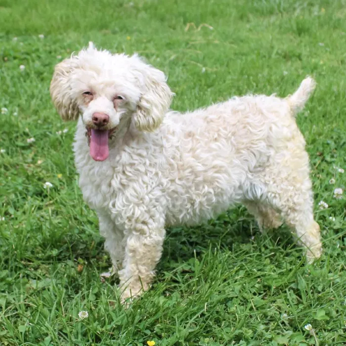 Female Mini Poodle dog named Riley for sale at A Dog's Dream.