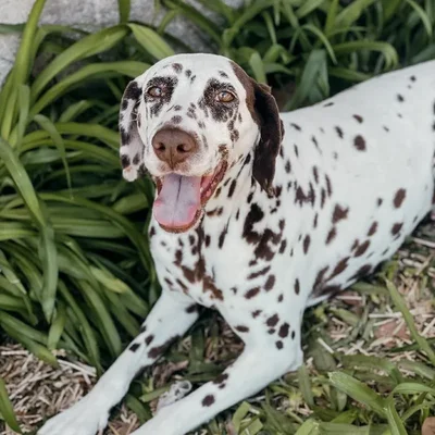 Female Dalmatian Dog for Sale in Neosho, MO