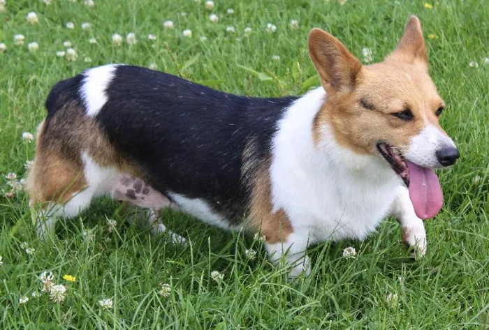 Female Pembroke Welsh Corgi dog named Jada for sale at A Dog's Dream.