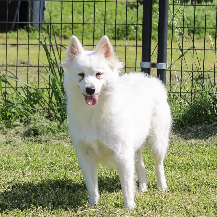Female American Eskimo dog named Firefly for sale at A Dog's Dream.