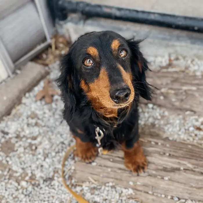 Male Dachshund Dog for Sale in Neosho, MO