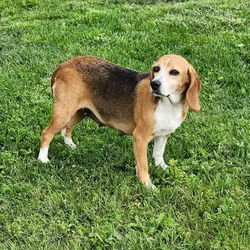 car_main_img_/media/ap_media/pets/IDHFWQJGPILU1295.webp.250x250_q85.webp
