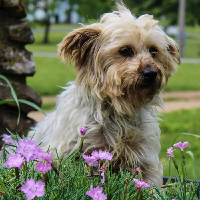 Female Yorkie dog named Jami Bonnie for sale at A Dog's Dream.