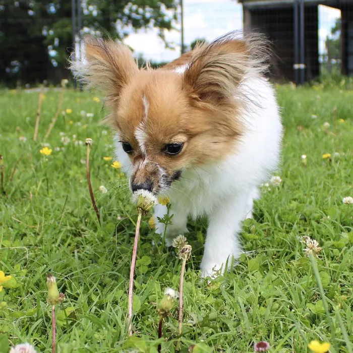 Male Papillon dog named Mr Man for sale at A Dog's Dream.