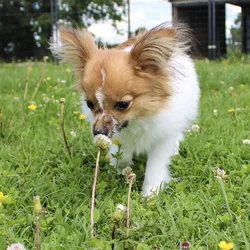 Male Papillon dog named Mr Man for sale at A Dog's Dream.
