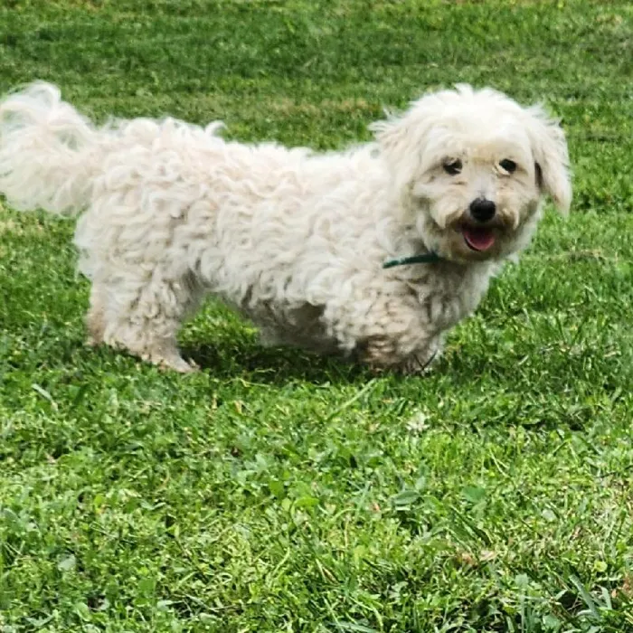 Female Maltese Dog for Sale in Neosho, MO
