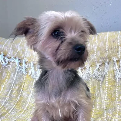 Female Yorkie Dog for Sale in Neosho, MO
