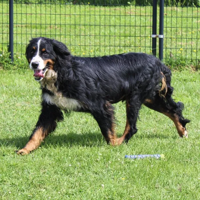 Female Bernese Mountain Dog named Olive for sale at A Dog's Dream.