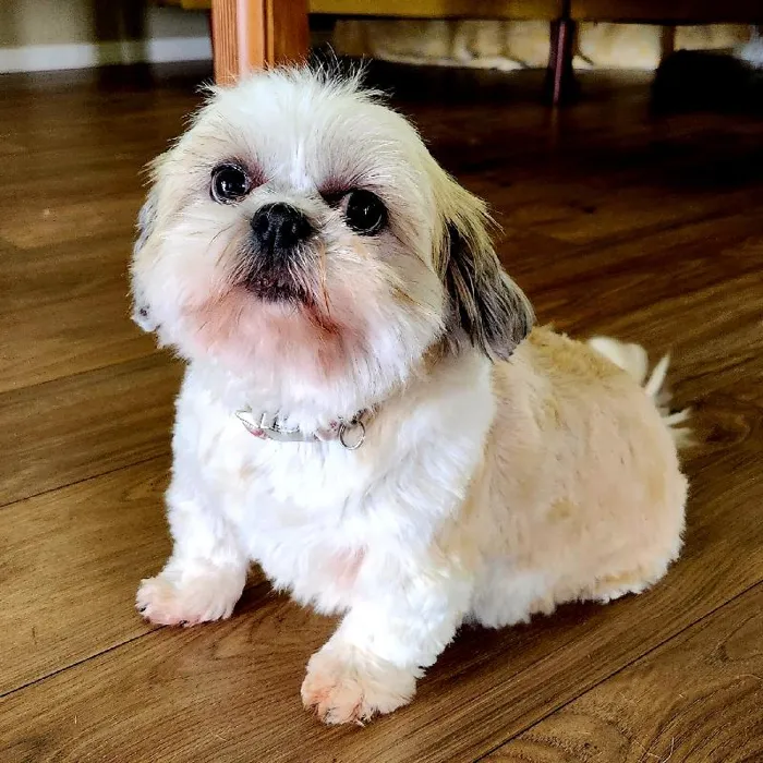 Female Shih Tzu Dog for Sale in Neosho, MO