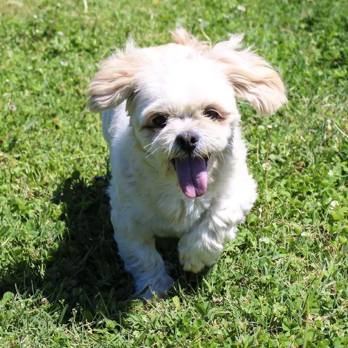 Female Lhasa Apso dog named Ewe for sale at A Dog's Dream.
