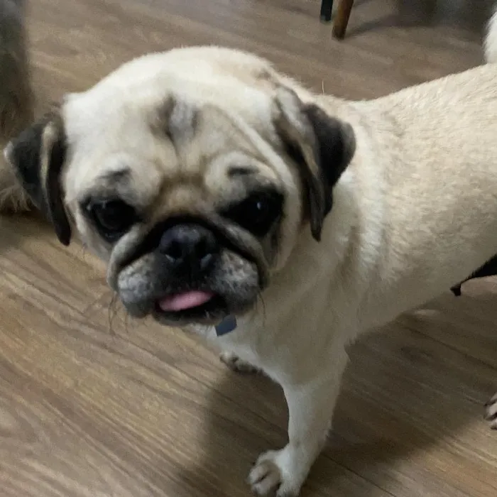 Female Pug Dog for Sale in Neosho, MO