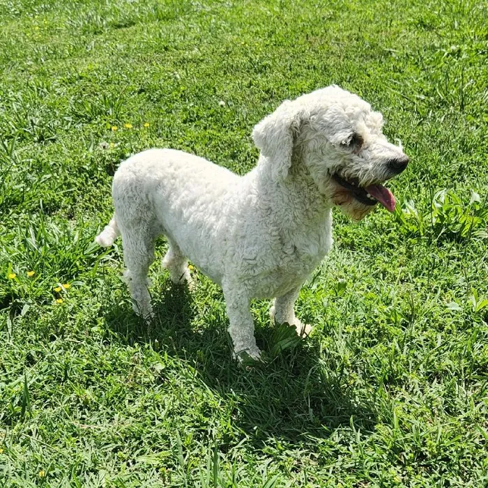 Female Bichon Dog for Sale in Neosho, MO