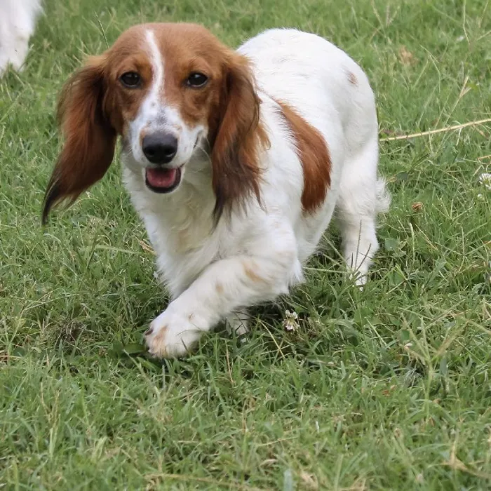 Female Dachshund dog named Peppermint Patty for sale at A Dog's Dream.