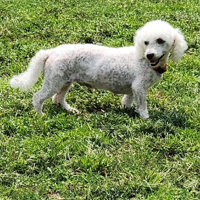 Female Bichon Dog for Sale in Neosho, MO