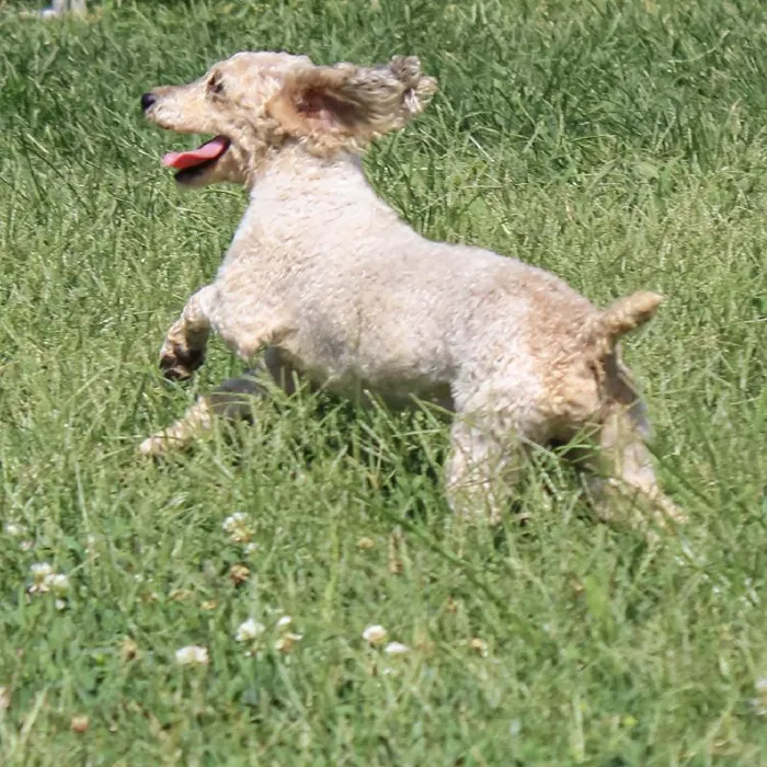 Male Poodle Toy dog named Mercedes for sale at A Dog's Dream.