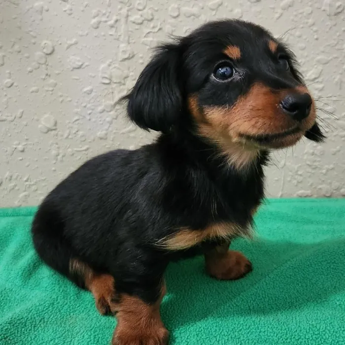 Female Dachshund Dog for Sale in Neosho, MO