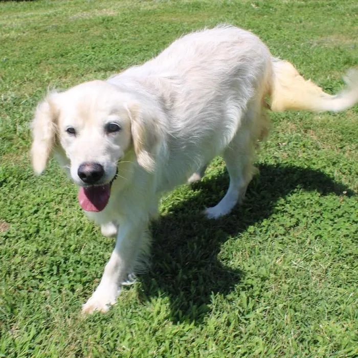 Female Golden Retriever dog named Katie for sale at A Dog's Dream.