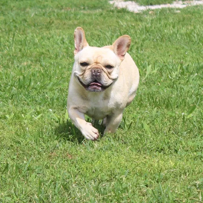 Female French Bulldog named Mary Ellen for sale at A Dog's Dream.