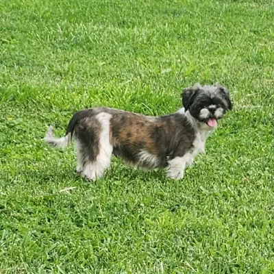 Female Shih Tzu Dog for Sale in Neosho, MO