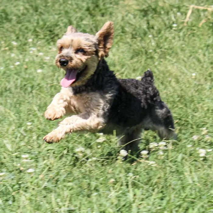 Male Yorkie dog named Boomer for sale at A Dog's Dream.