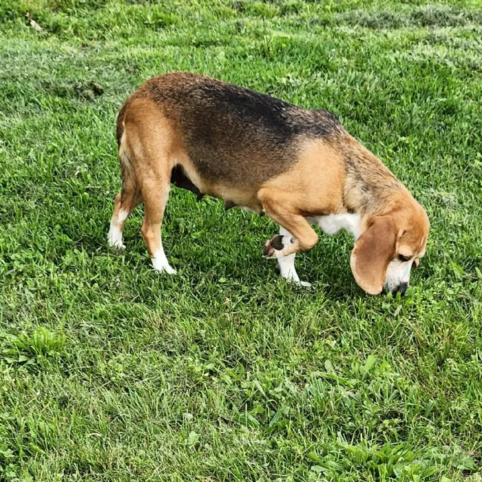 Female Beagle Dog for Sale in Neosho, MO