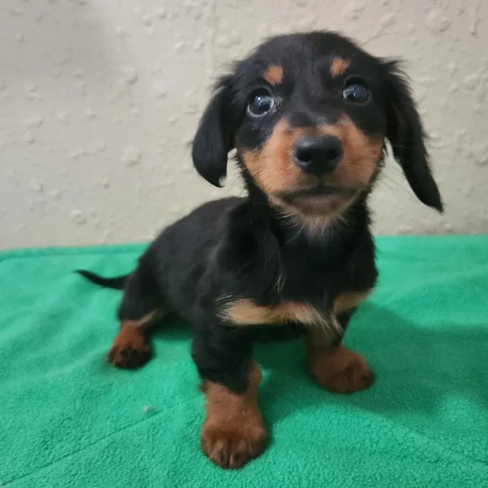 Female Dachshund Dog for Sale in Neosho, MO