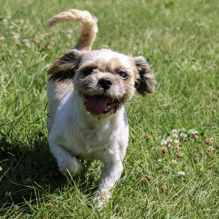 Female Shih Tzu dog named Billie for sale at A Dog's Dream.