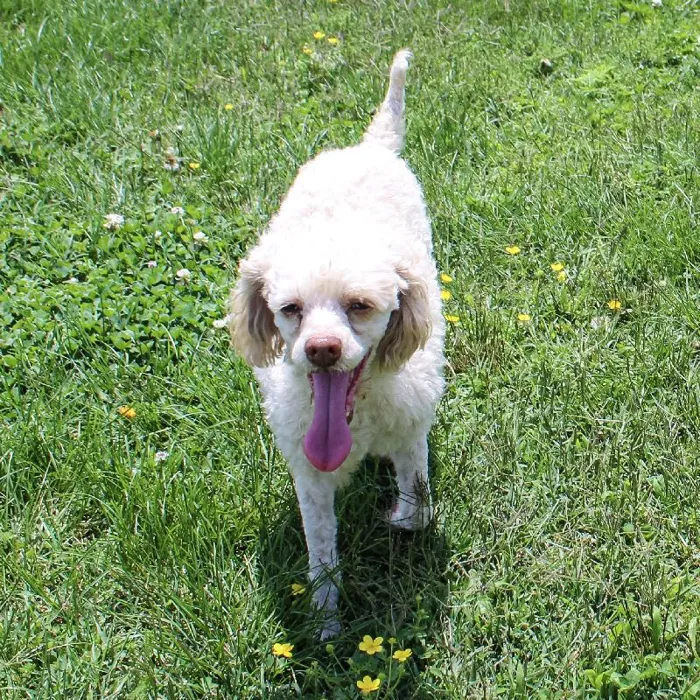 Male Mini Poodle dog named Copper for sale at A Dog's Dream.