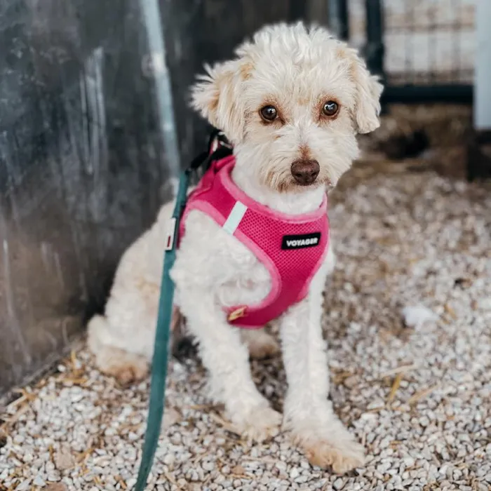Female Aussiedoodle Dog for Sale in Neosho, MO