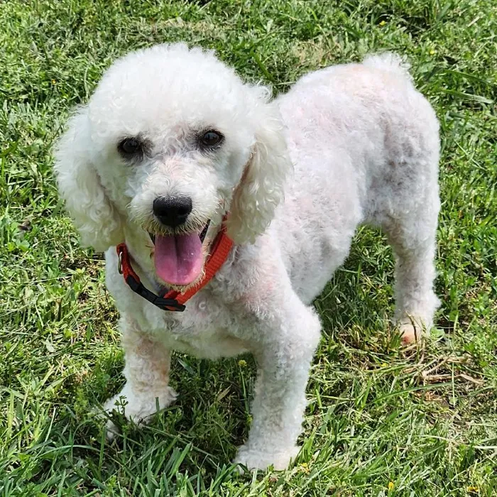 Female Bichon Dog for Sale in Neosho, MO