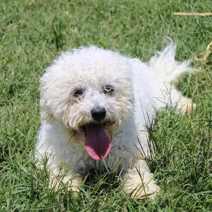 Female Bichon dog named Sweetie for sale at A Dog's Dream.