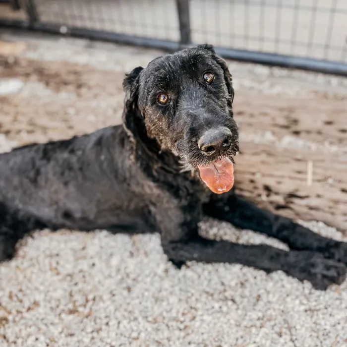Female Giant Schnauzer Dog for Sale in Neosho, MO