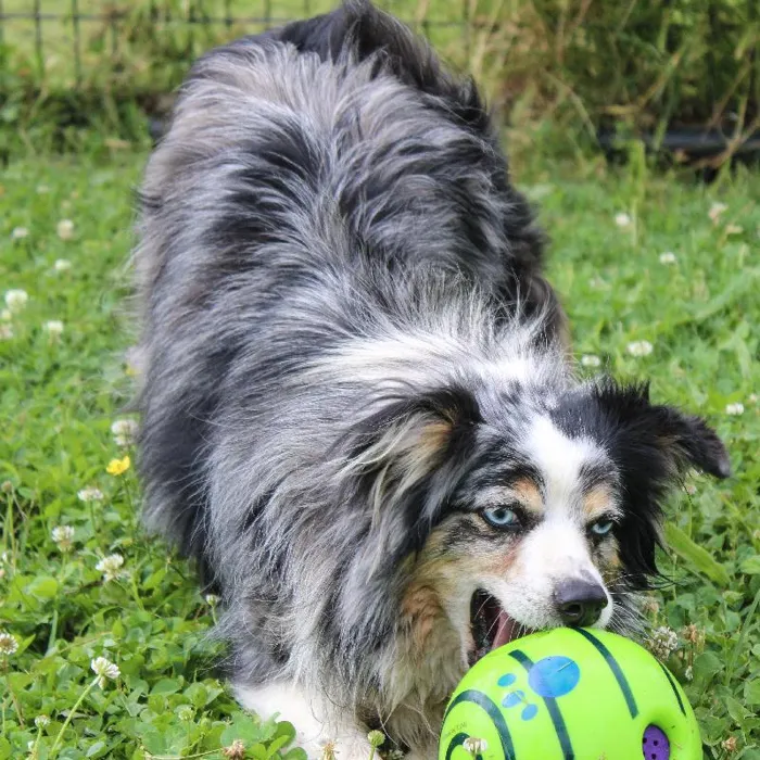 Female Mini Aussie dog named Roxy for sale at A Dog's Dream.