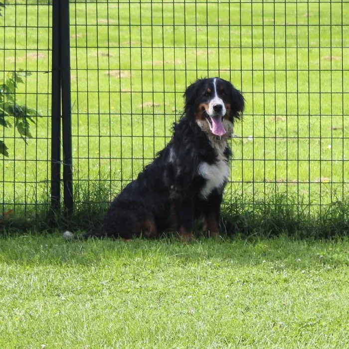 Female Bernese Mountain Dog named Olive for sale at A Dog's Dream.
