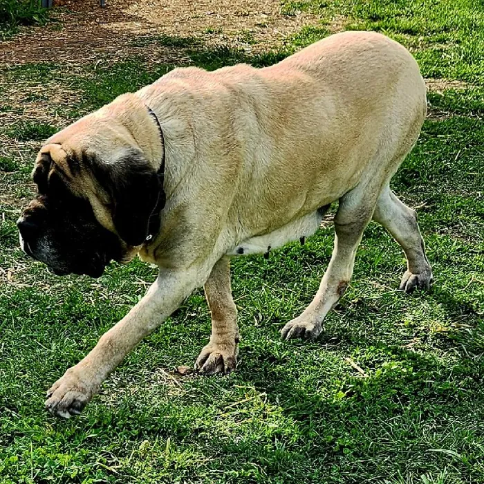 Female English Mastiff Dog for Sale in Neosho, MO