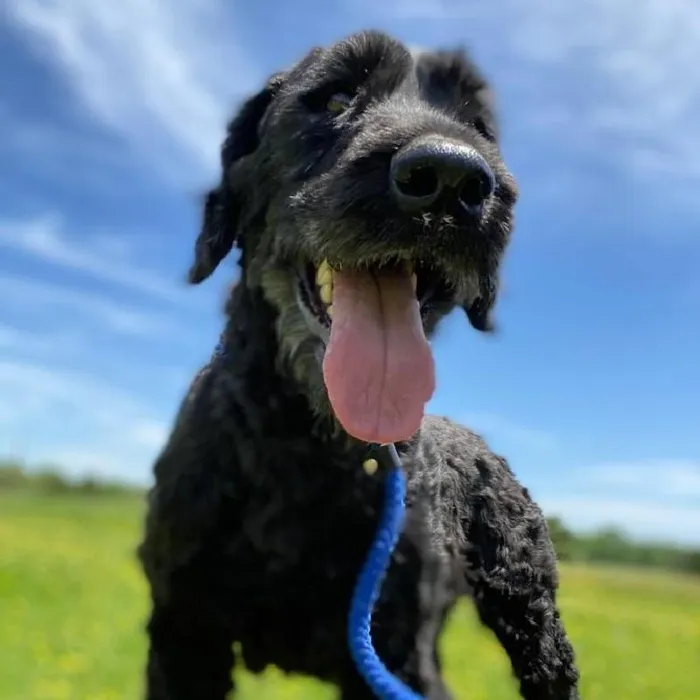 Female Giant Schnauzer Dog for Sale in Neosho, MO